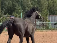 حصان, Trakehner — الصورة 1