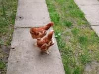 Chickens — Foto 3