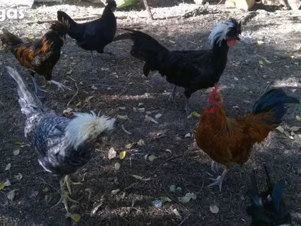 Chickens — Hungary