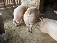公猪, Pigs — 照片 5