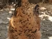Chickens — foto 1