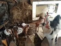 Nőstény kecske, Beetal goats — 1. fotó