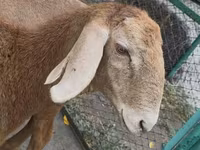 Qoyun, Arashan sheep — foto 4