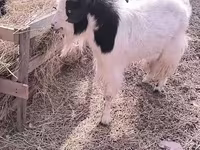 عنزة, Angora goats — الصورة 2