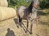 Yegua, Caballos — foto 4