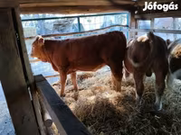 Cow, Simmental cattle — photo 2