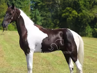 घोड़ा, Tennessee Walking Horse — फ़ोटो 8