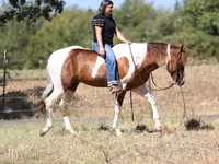 Cavalo, American paint horse — foto 5