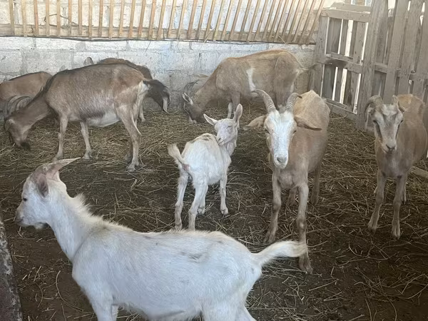 Cabras (lote, sexo no especificado), Alpine goat