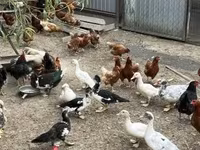 Ducks — الصورة 2