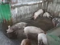 Cerda, Cerdos — foto 2