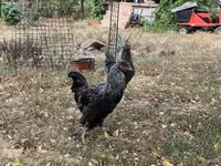 Chickens — फ़ोटो 2