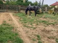 حصان, Lipizzaner — الصورة 6