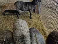 Kos, Romanov sheep — 3. fotó