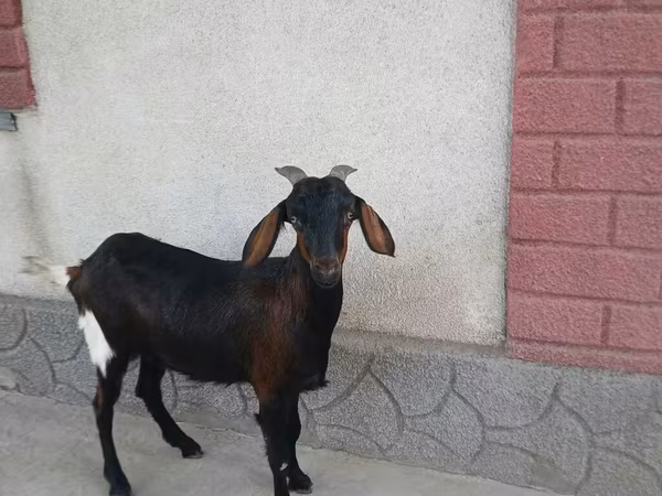 Nőstény kecske, Nubian Goat