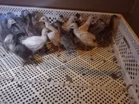 Chickens — 2-сурет