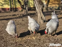 Araucana — photo 2
