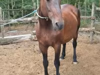 Stute, Hungarian horse breed — Foto 2