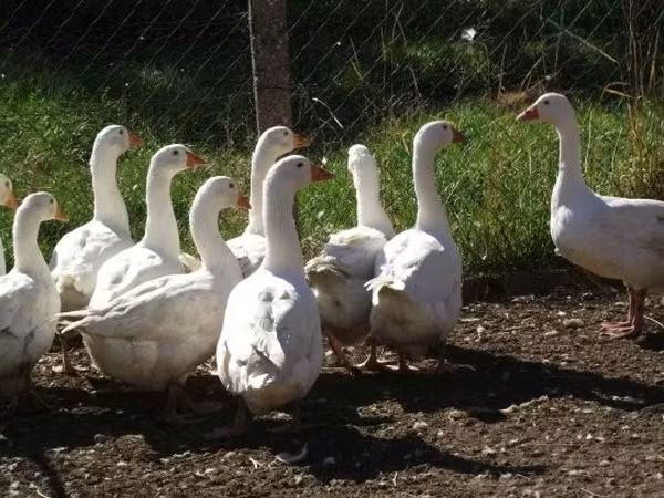 Geese