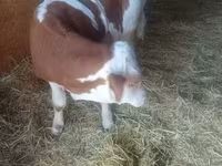 公牛, Simmental cattle — 照片 6