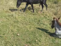 Hing, New Altai Horse — 3. fotó