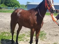 Klisna, Arabian horse — foto 5