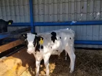Toro, Russian Black pied cattle — foto 3