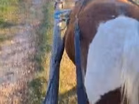 母马, Horses — 照片 3