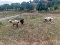 نعجة, Kazakh meat-wool sheep — الصورة 4
