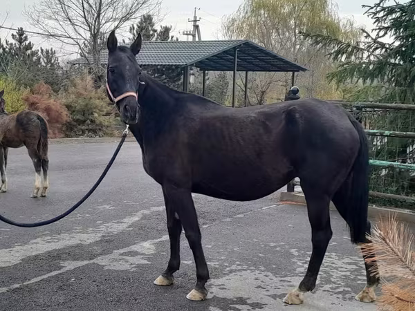 Kanca, Akhal-Teke