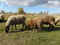 Juh, Tsigai sheep — 2. fotó