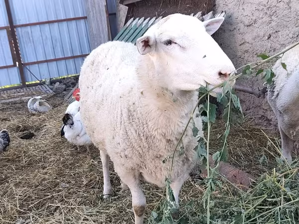 Kos, Romanov sheep