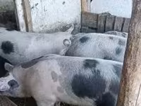 Disznók (tétel, nem megadva), Sertések — 3. fotó