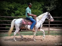 Hing, National Show Horse — 6. fotó
