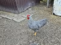 Chickens — foto 1