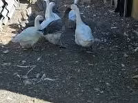 Geese — 2-сурет