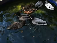Ducks — photo 7