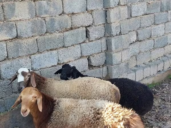 Sheep (batch, sex not specified), Sheep