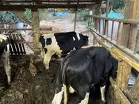 सांड, गोलस्टीन नस्ल — फ़ोटो 3
