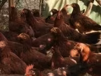 Chickens — foto 2