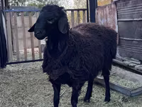 Қошқар, Hissar sheep — 4-сурет