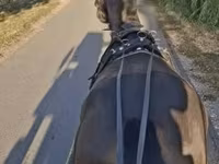 Cavalo, Hungarian horse breed — foto 3