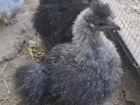 Silkie — photo 4