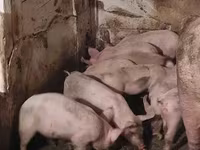 母猪, Pigs — 照片 3