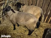 Kos, White Suffolk sheep — 3. fotó