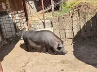 Säue, Schweine — Foto 3
