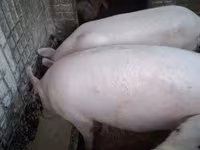 Pigs (batch, sex not specified), Крупная белая — photo 1