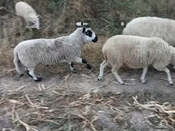 公羊, Cerry Hill sheep