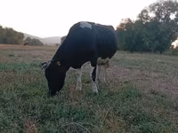 母牛, Holstein breed — 照片 4