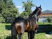घोड़ा, Swedish warmblood horse — फ़ोटो 6